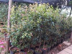 How do camellias propagate and grow?