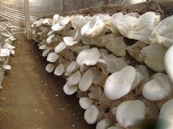 What are the ways to grow mushrooms?