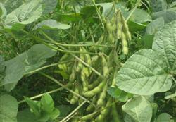 What to pay attention to when planting soybeans in summer