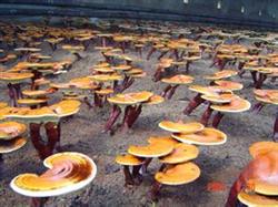 How can ganoderma lucidum be cultivated for high yield?