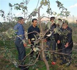 What are the pruning techniques of apple trees in autumn?