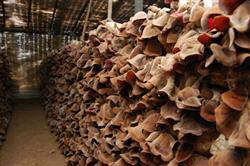 How to manage Auricularia auricula in summer?