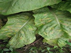 Lettuce planting techniques: how to control lettuce downy mildew?