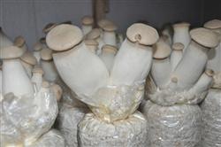 How to cultivate Pleurotus eryngii with bag material for high yield