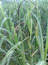 Sugarcane planting technology: what is sugarcane smut?