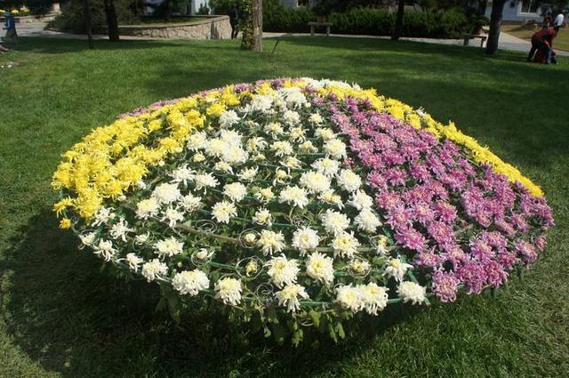 The production of large chrysanthemum bonsai blossoms with great ornamental quality.