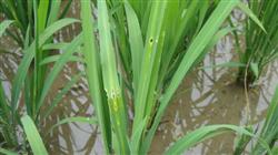 What is the method of prevention and control of rice heart borer?