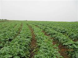 Radish planting: how to use herbicides to grow autumn radish?