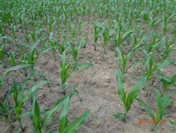 What are the reasons for the lack of corn seedlings?