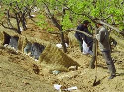 Chestnut planting: how to manage chestnut after harvest?