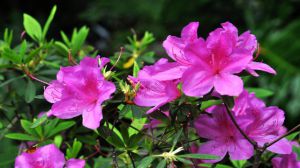 What does the Azalea mean?