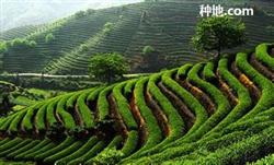 How to fertilize tea in autumn?