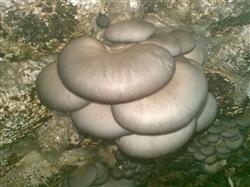 How to moisturize Pleurotus ostreatus cultivation?