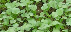 Coriander planting techniques: what should you pay attention to when planting coriander in summer?