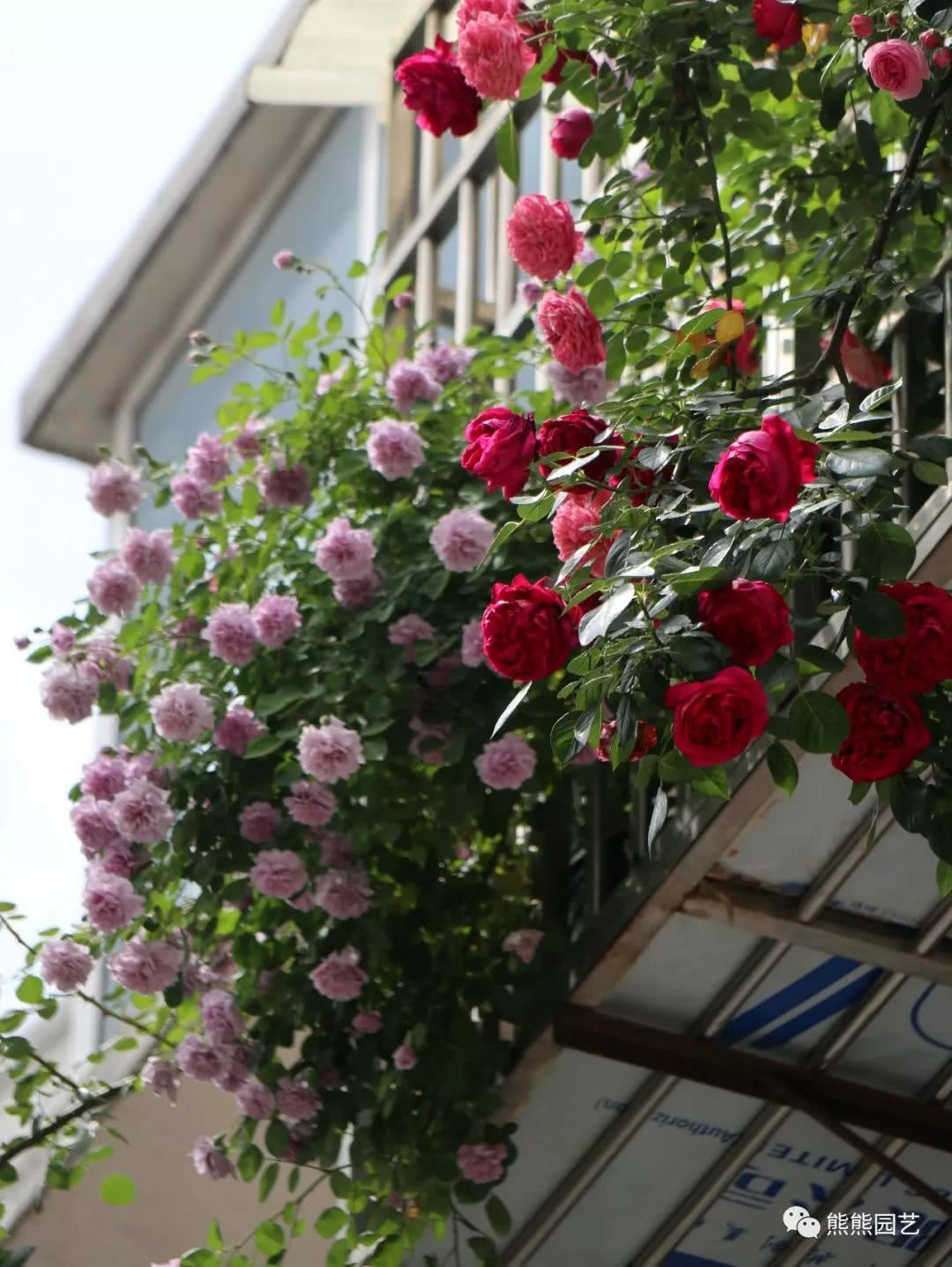 A small windowsill and a big vine month record the second spring of the rattan moon windowsill