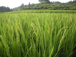 How to manage the heading and fruiting stage of rice?