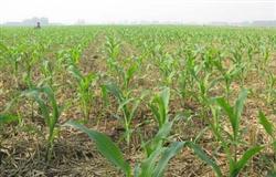 How to manage planting corn in summer at seedling stage?