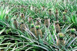 Pineapple planting: how many pineapples can be planted on one mu of land?