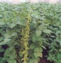 How to manage summer soybeans?