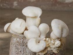 How to improve the quality of planting Pleurotus ostreatus?