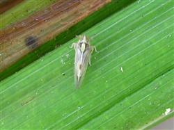 How to control rice planthopper?