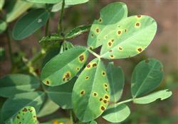 Peanut planting technology: what are the diseases in the later stage of peanut?