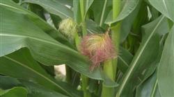 How to manage summer corn at flowering and grain stage?