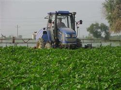 Cotton planting technology: cotton flower boll period how to spray potassium fertilizer?