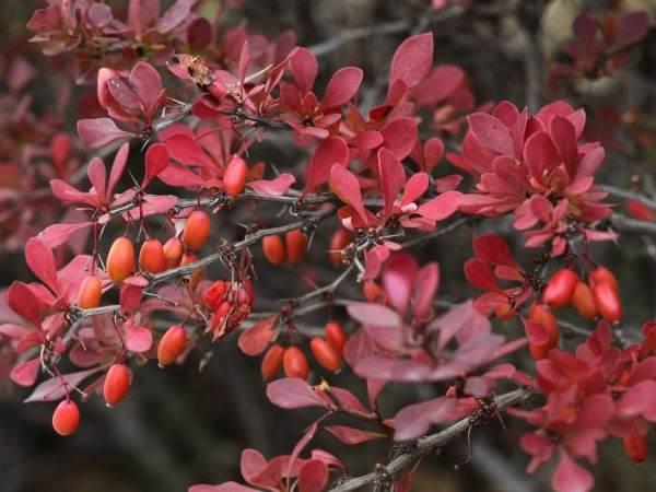 How to make purple leaf Berberis bonsai modelling simple and colorful leaves