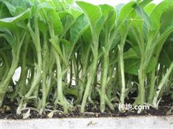 How to raise seedlings and how to manage tobacco?