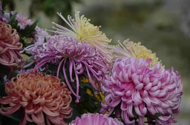 Assorted chrysanthemum bonsai production maintenance flowers bloom a hundred kinds have their own merits