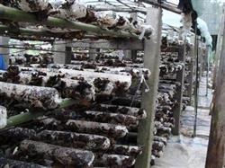 Black fungus cultivation: how to three-dimensional cultivation of black fungus?