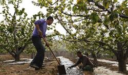 Cherry tree planting: what kind of environment is good for planting sweet cherries?