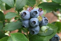 How to fertilize blueberries?