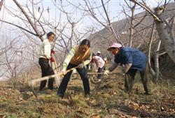 Cherry tree planting: how to manage big cherry in autumn?