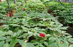 How to manage ginseng in autumn, winter and spring?