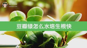 How can Douban Green take root quickly by hydroponic culture?