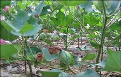 Cotton planting technology: how to manage cotton flowering and boll period?