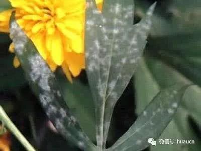 Powdery mildew of chrysanthemum should be prevented as soon as possible before the Beginning of Autumn can be killed.