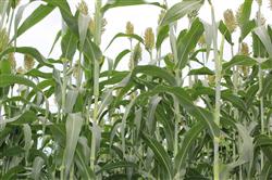 How to grow sorghum in dry land?