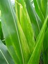 What about yellow corn leaves grown in summer?