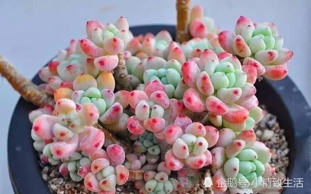 If you raise these 13 kinds of succulent plants, you will not regret it. come and see how many kinds you have in your family.