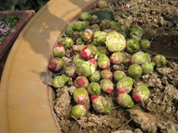 How to prevent Camellia from falling buds and scorched flowers