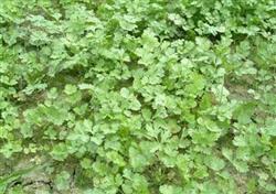 Coriander planting: how to control cilantro leaf blight?