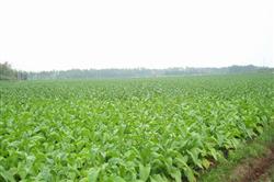 How to use diachlor in tobacco fields?