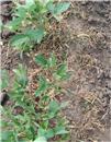 How to weed when planting soybeans in summer?