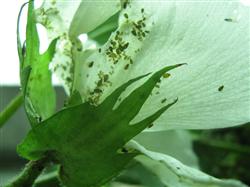 How to control aphids when planting cotton?