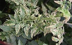 Tomato planting techniques: what is Tomato Leaf Curl virus Disease?