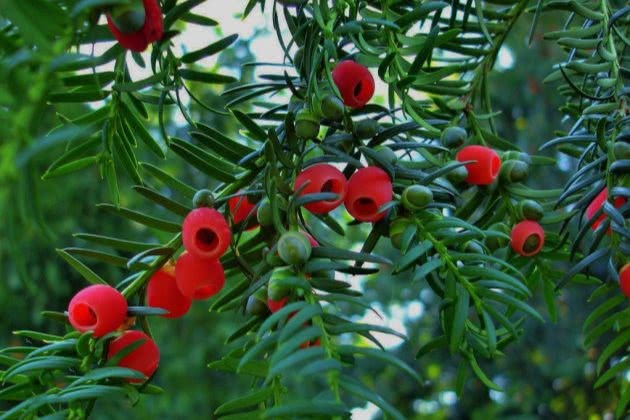 The yew is watered like this with lush leaves and full branches of red beans.