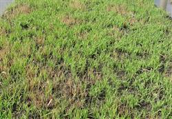 How to control rice blight by seedling?